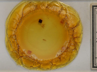 slide view of adult Orthofidonia tinctaria