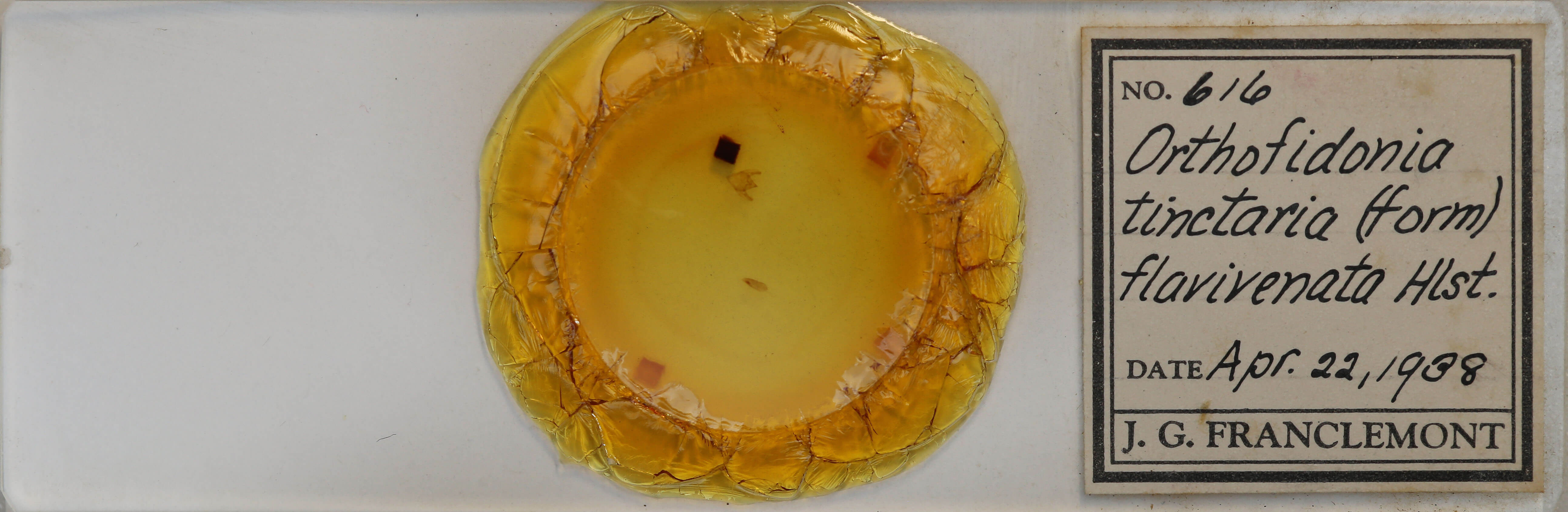 slide view of adult Orthofidonia tinctaria