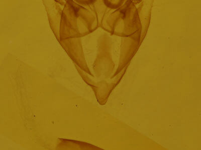 genitalia view of adult Orthofidonia tinctaria