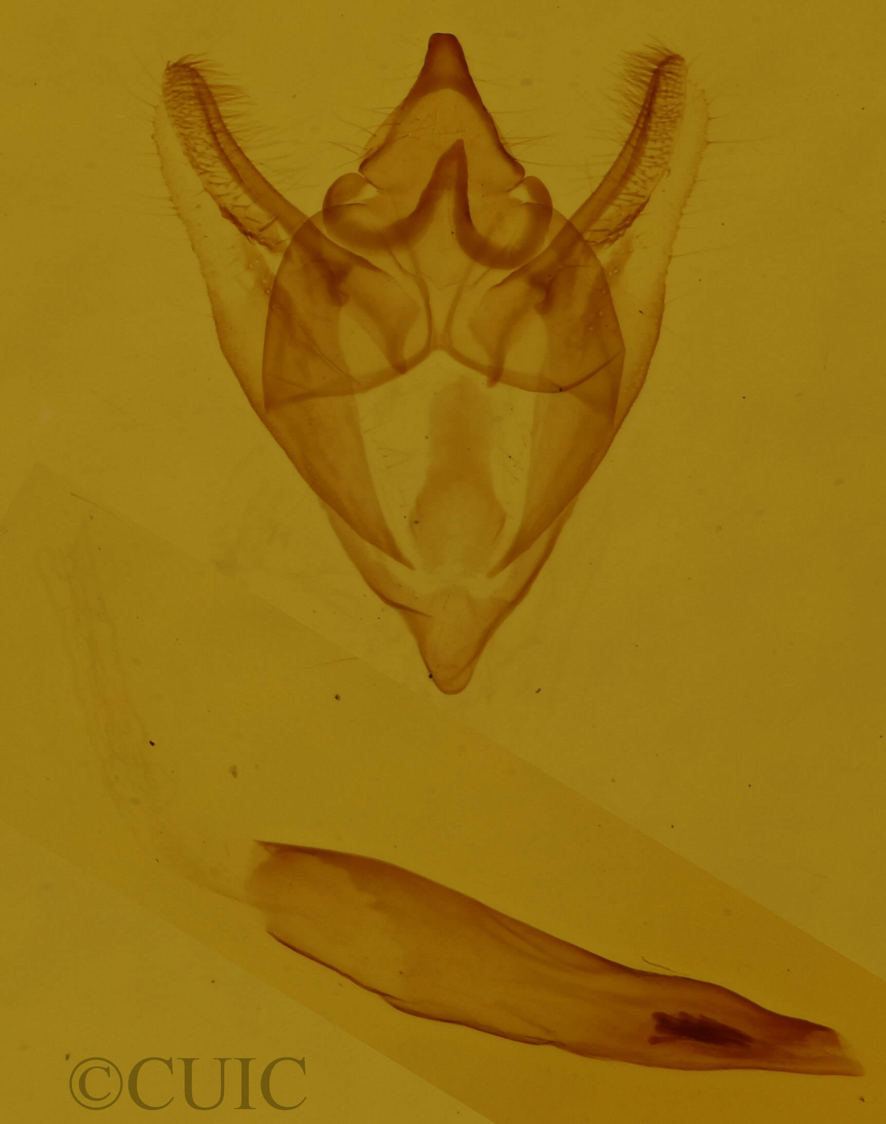 genitalia view of adult Orthofidonia tinctaria
