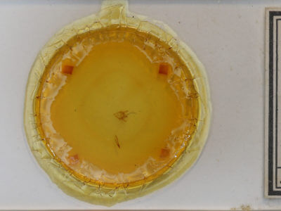 slide view of adult Orthofidonia tinctaria