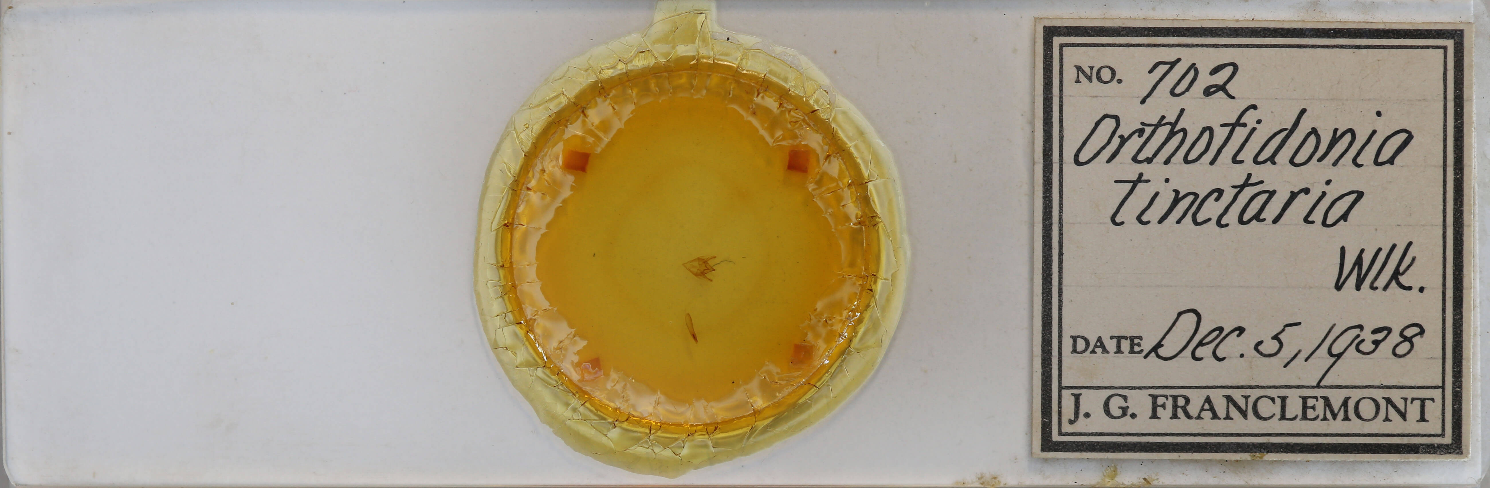 slide view of adult Orthofidonia tinctaria