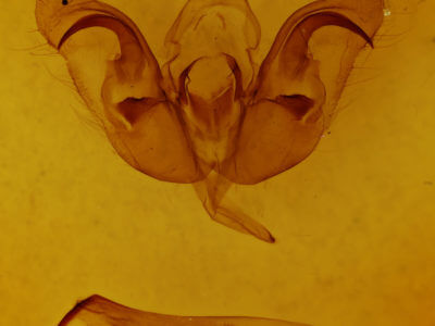 genitalia view of adult Orthosia alurina