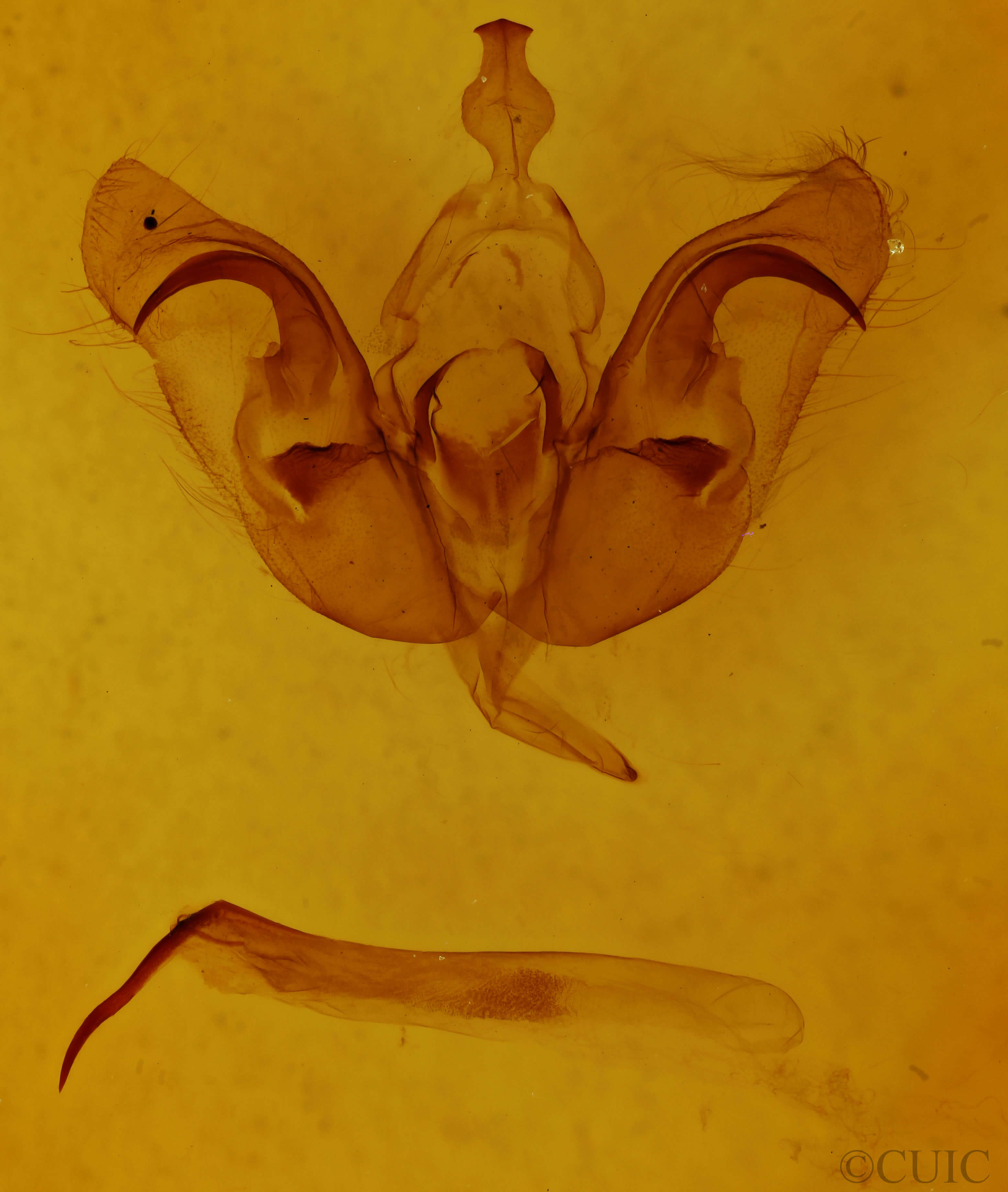 genitalia view of adult Orthosia alurina