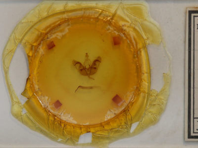 slide view of adult Orthosia alurina