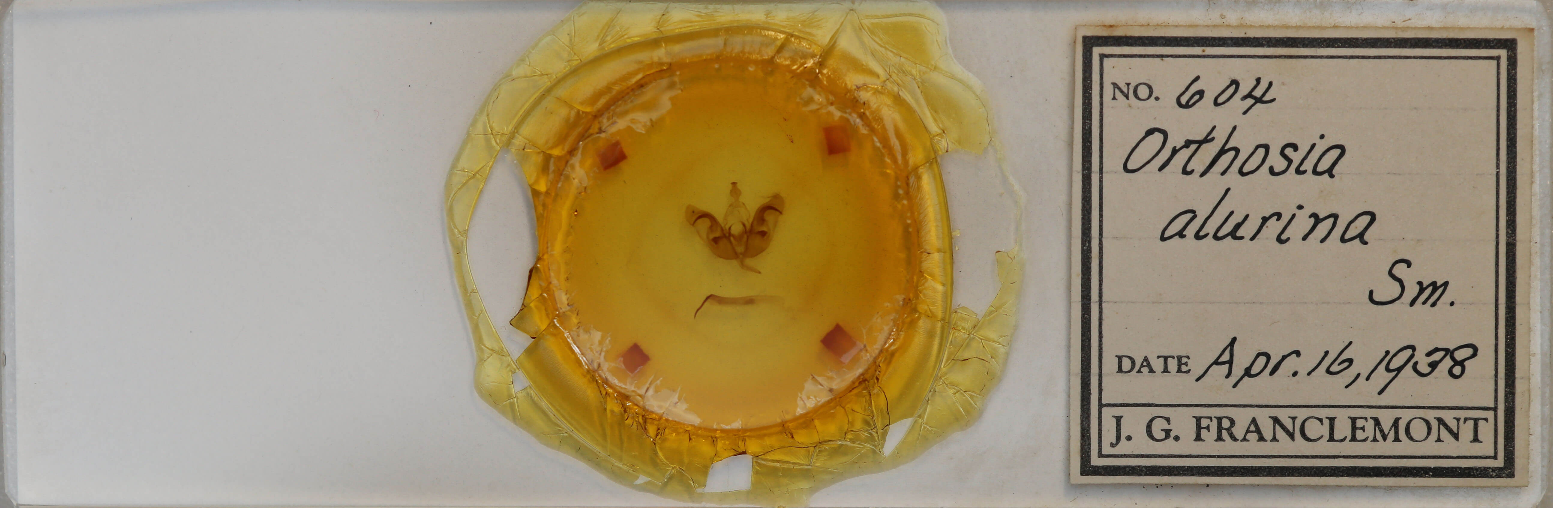 slide view of adult Orthosia alurina