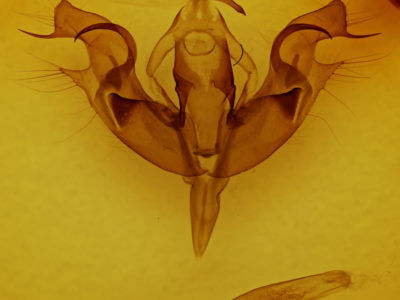 genitalia view of adult Orthosia hibisci