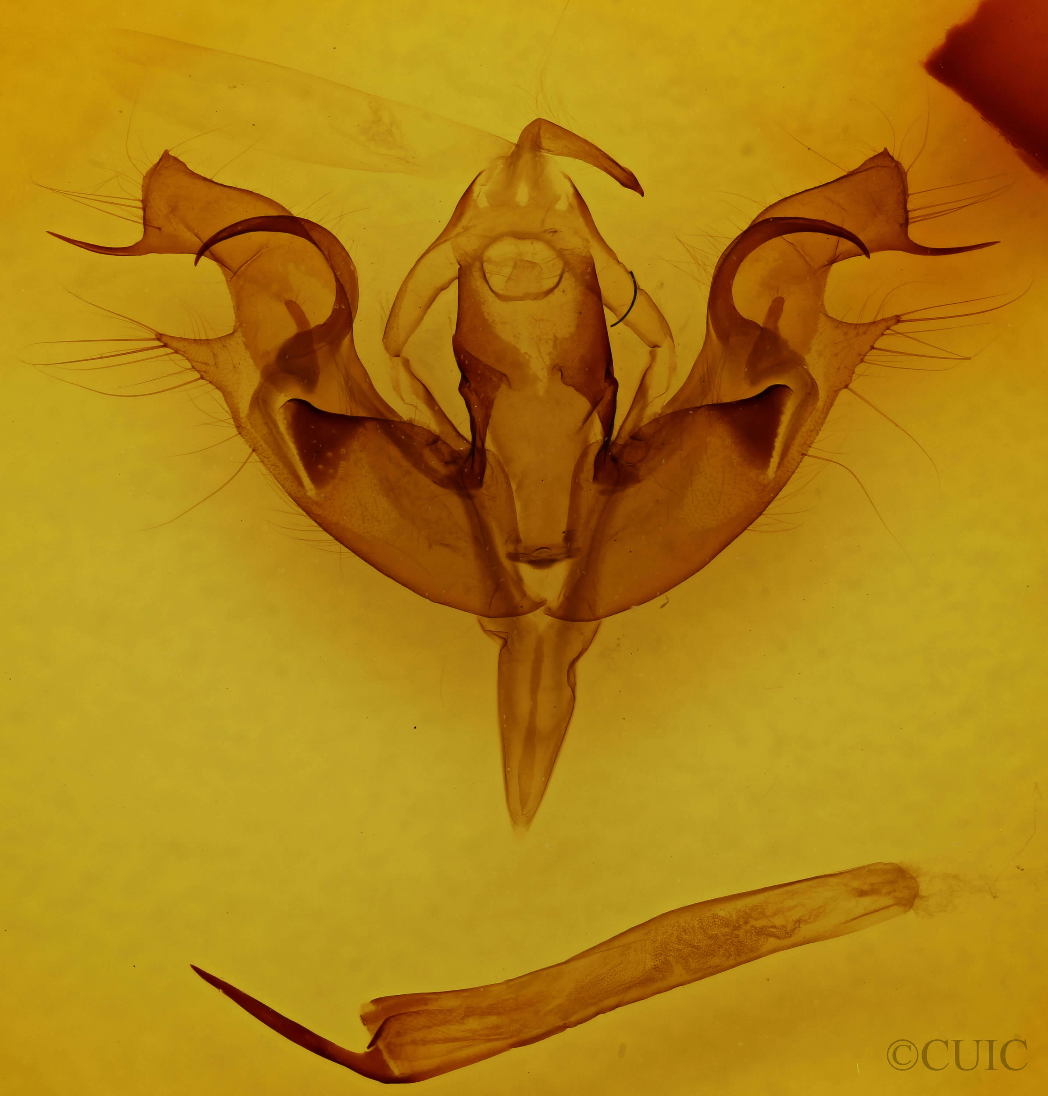 genitalia view of adult Orthosia hibisci