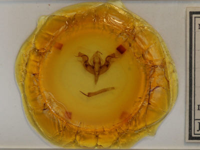 slide view of adult Orthosia hibisci