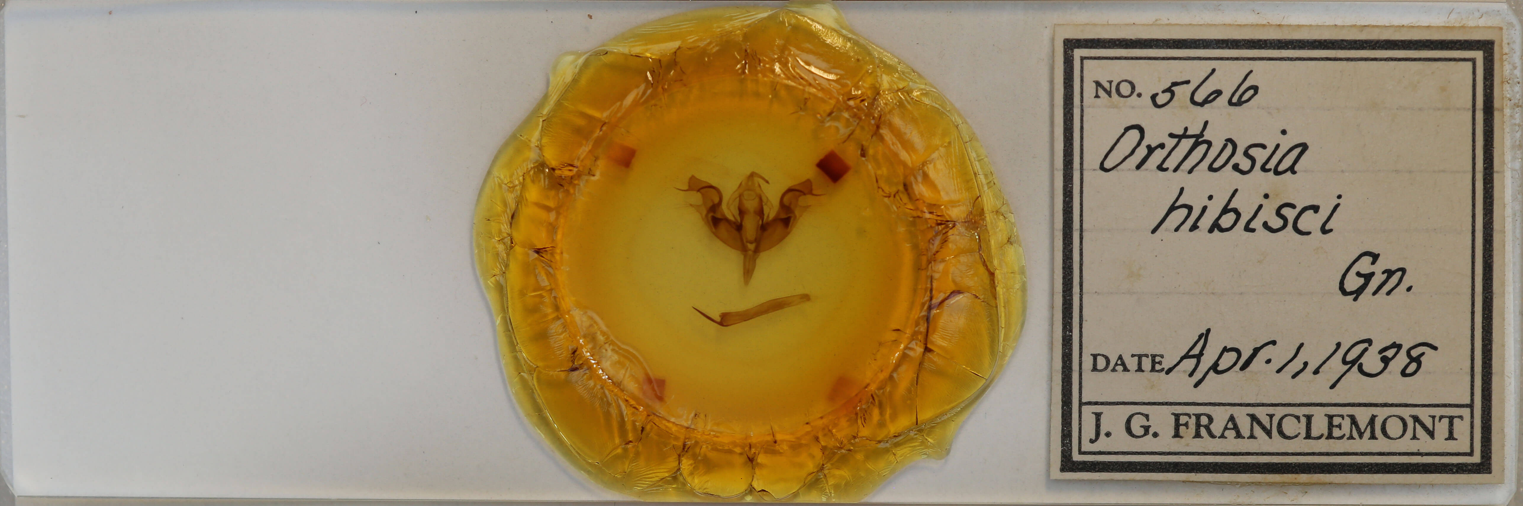 slide view of adult Orthosia hibisci