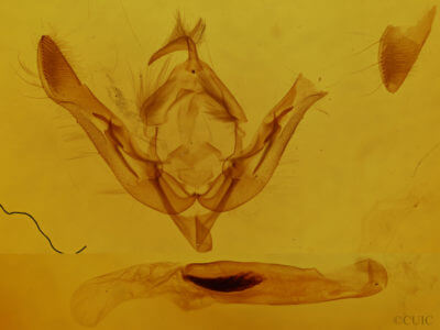genitalia view of adult Orthosia revicta