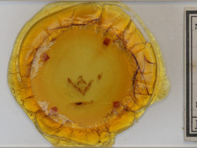 slide view of adult Orthosia revicta