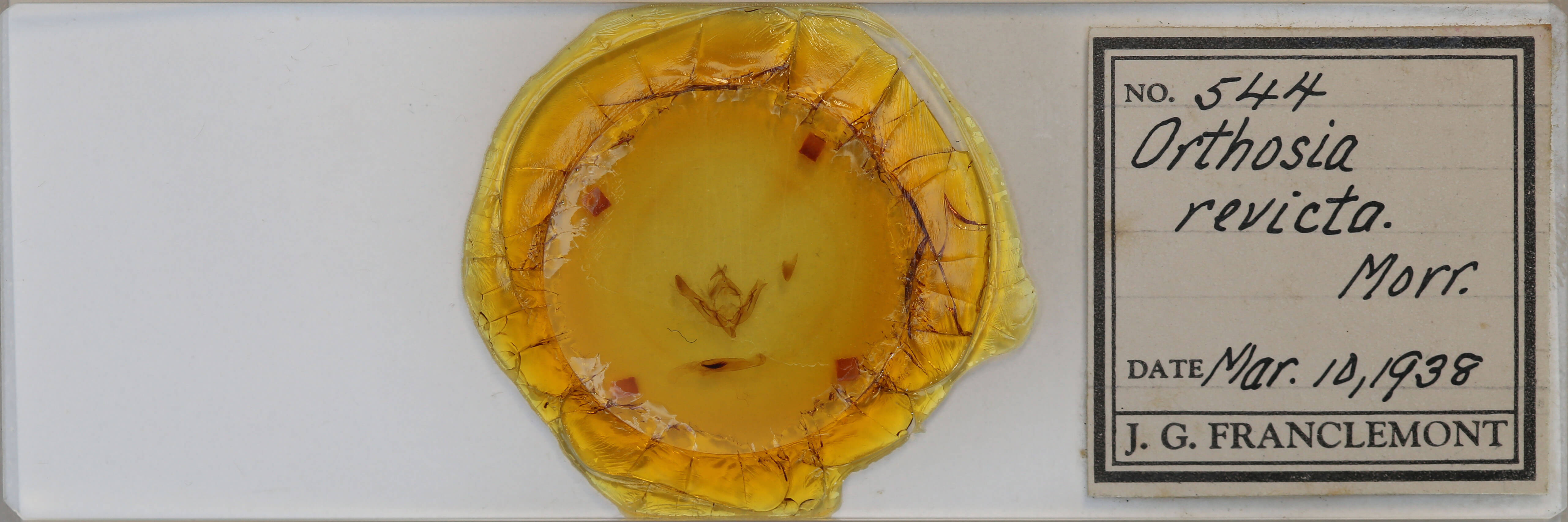 slide view of adult Orthosia revicta