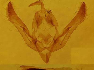 genitalia view of adult Orthosia revicta