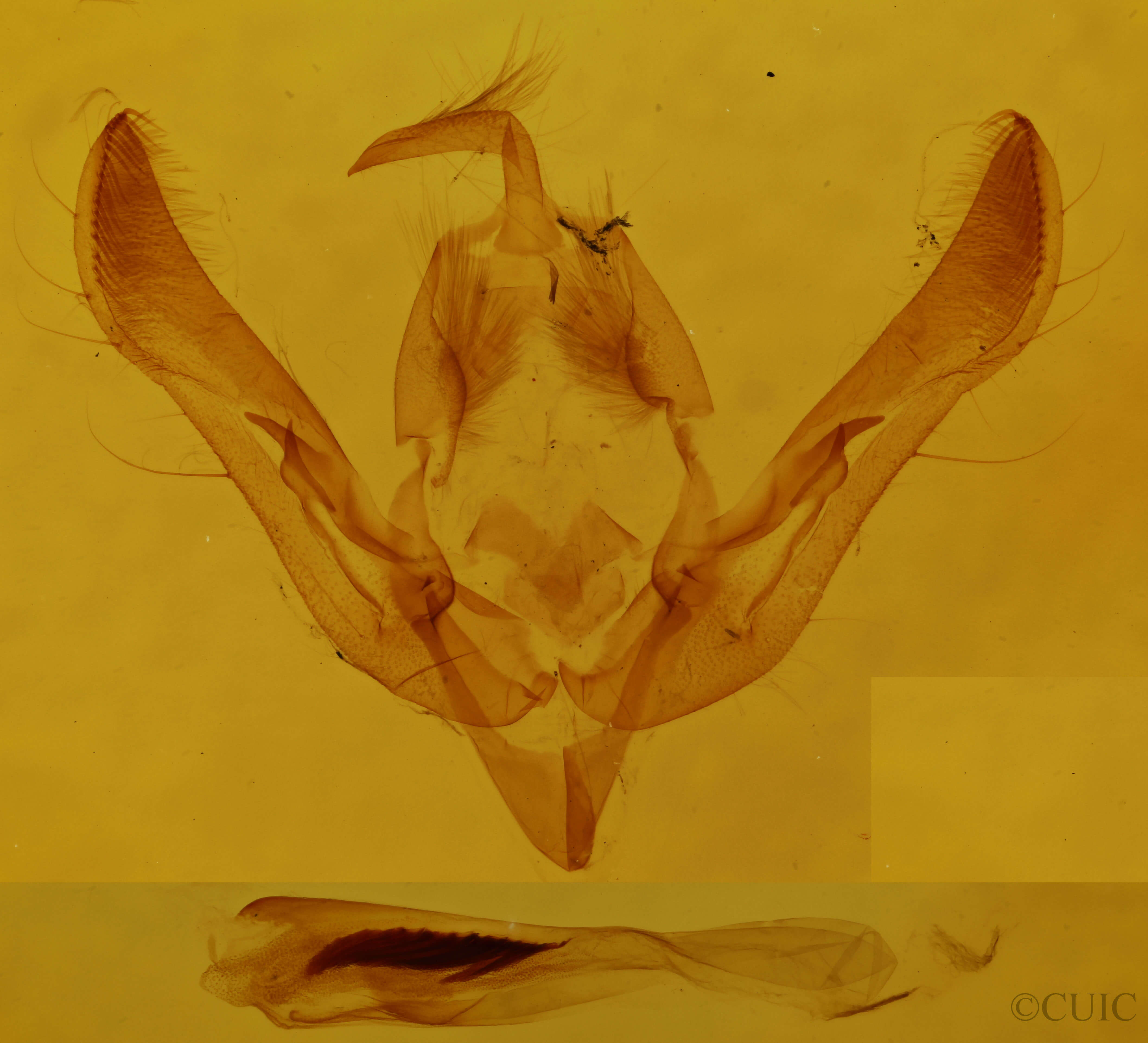 genitalia view of adult Orthosia revicta