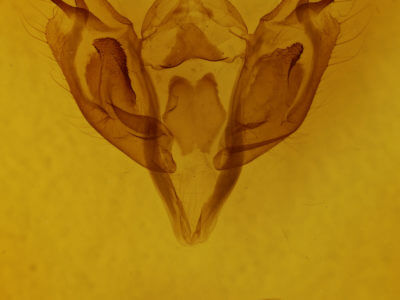 genitalia view of adult Orthosia rubescens