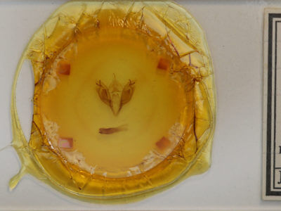 slide view of adult Orthosia rubescens