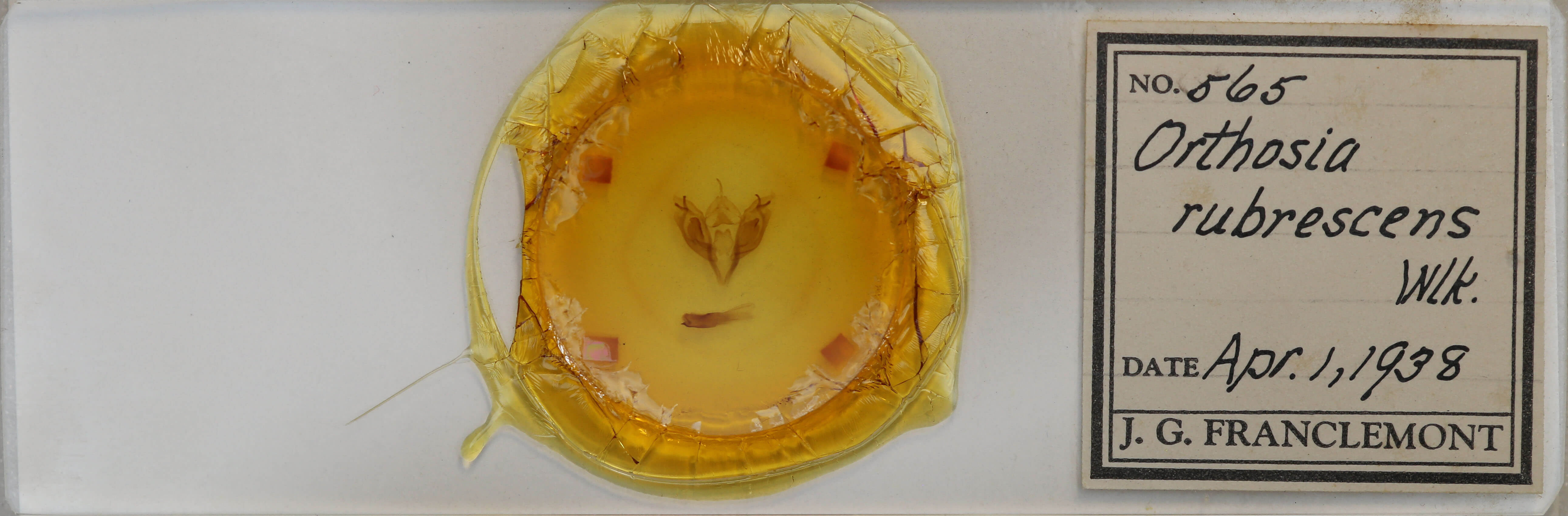 slide view of adult Orthosia rubescens