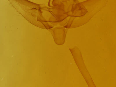 genitalia view of adult Paleacrita vernata