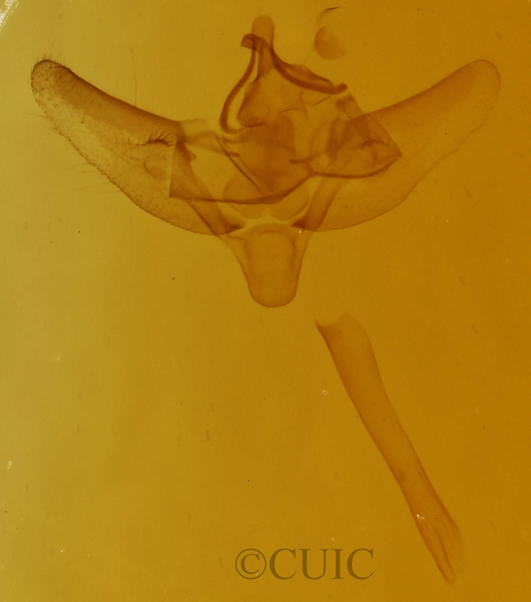 genitalia view of adult Paleacrita vernata