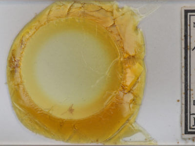 slide view of adult Paleacrita vernata