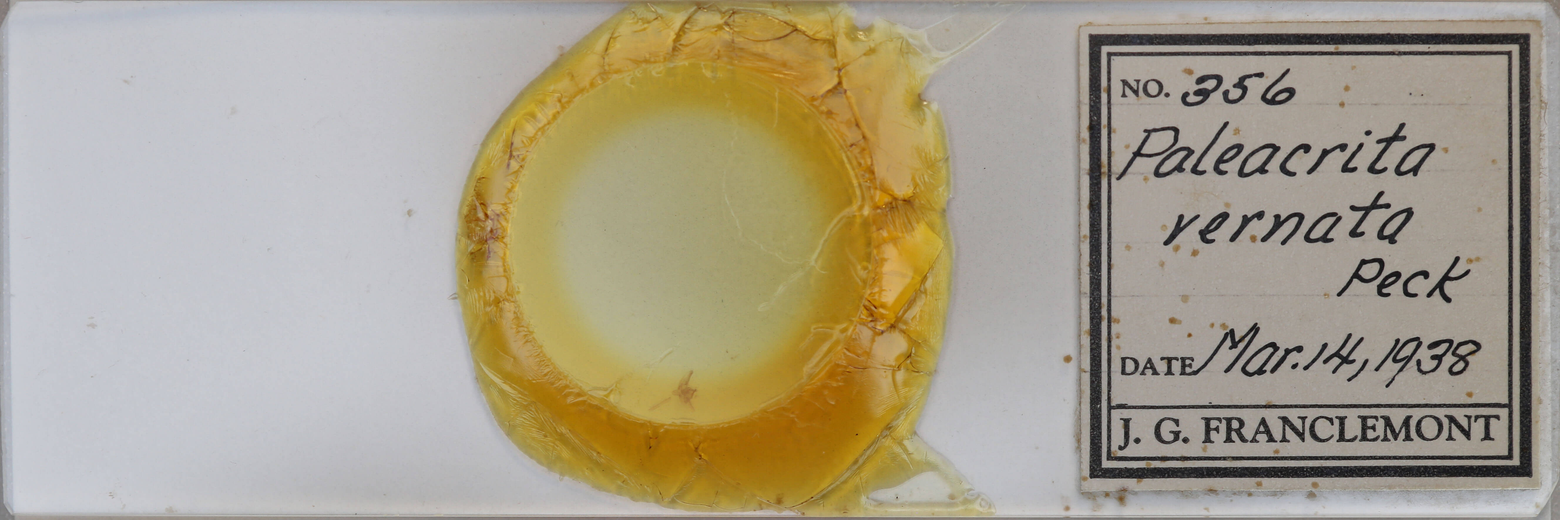 slide view of adult Paleacrita vernata