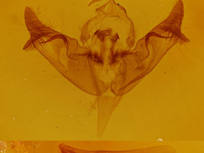 genitalia view of adult Papaipema rigida