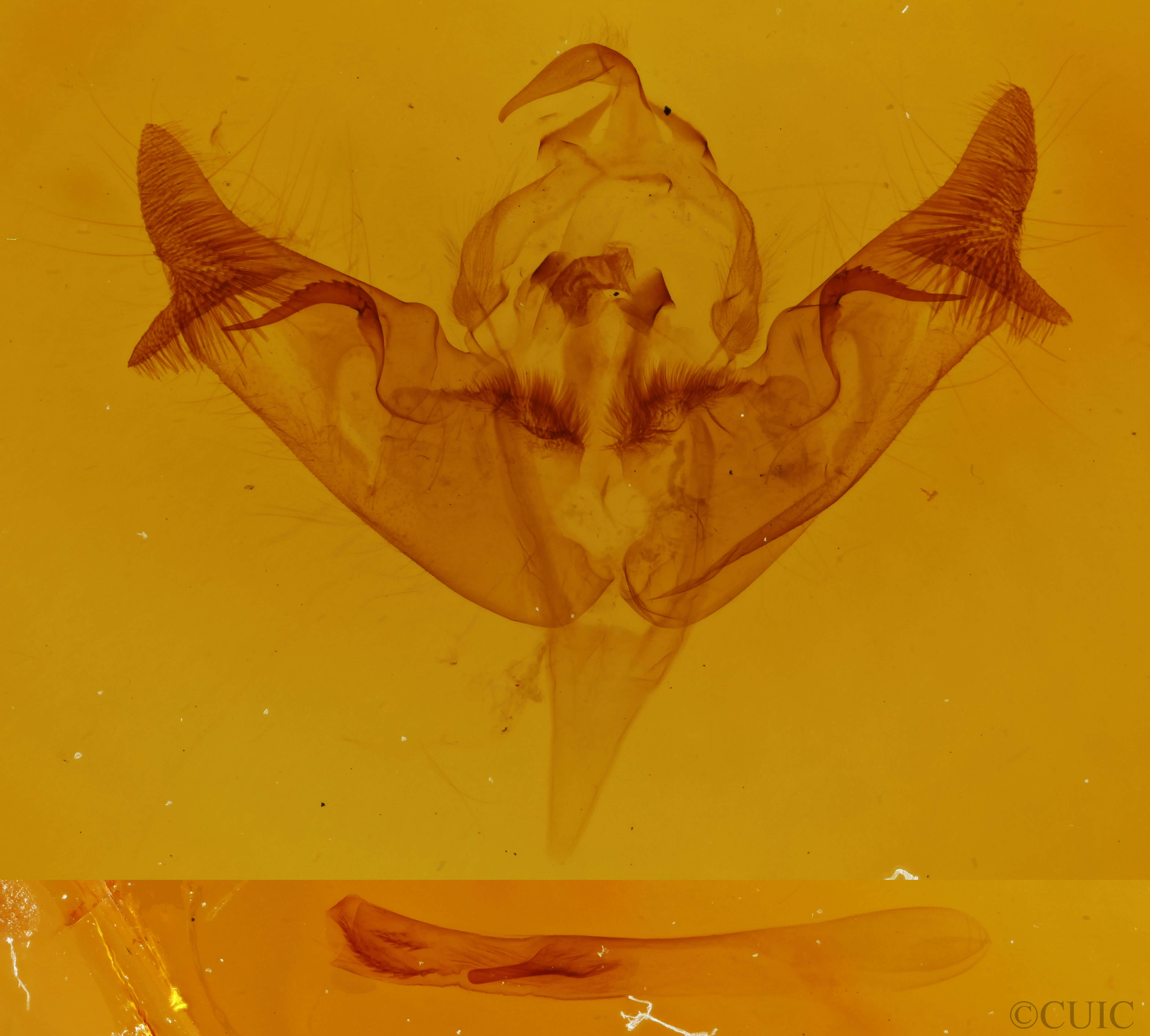 genitalia view of adult Papaipema rigida