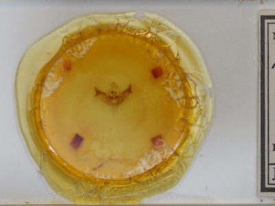 slide view of adult Papaipema rigida