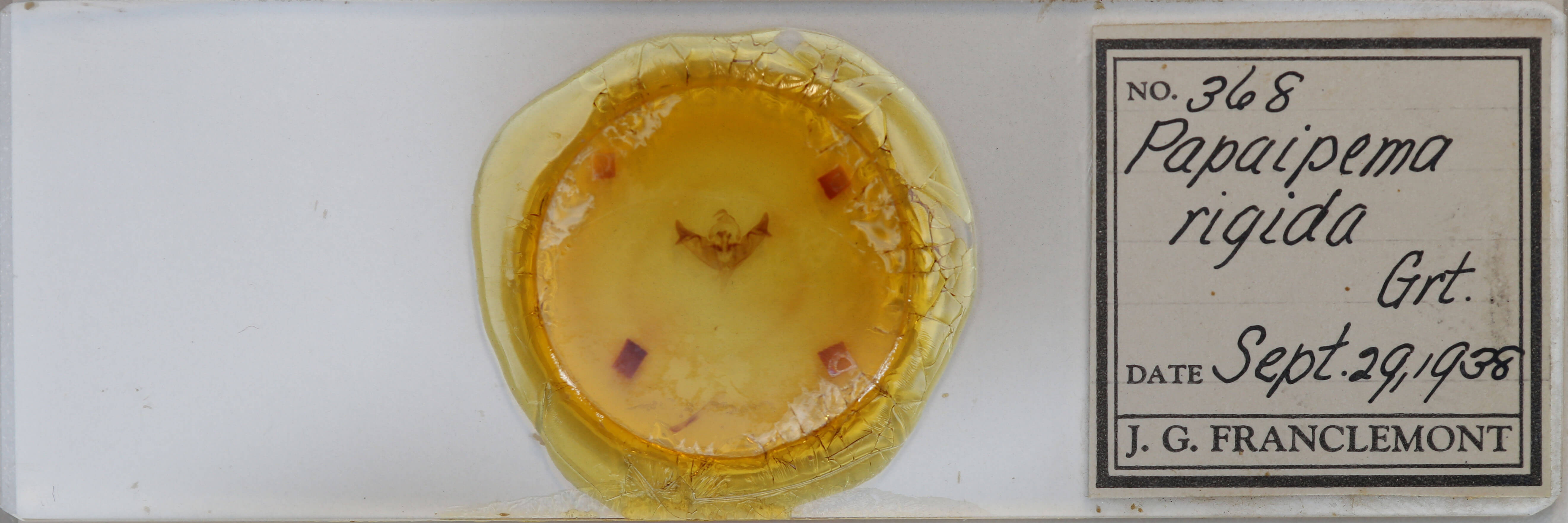 slide view of adult Papaipema rigida