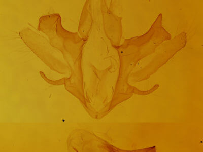 genitalia view of adult Parallelia bistriaris