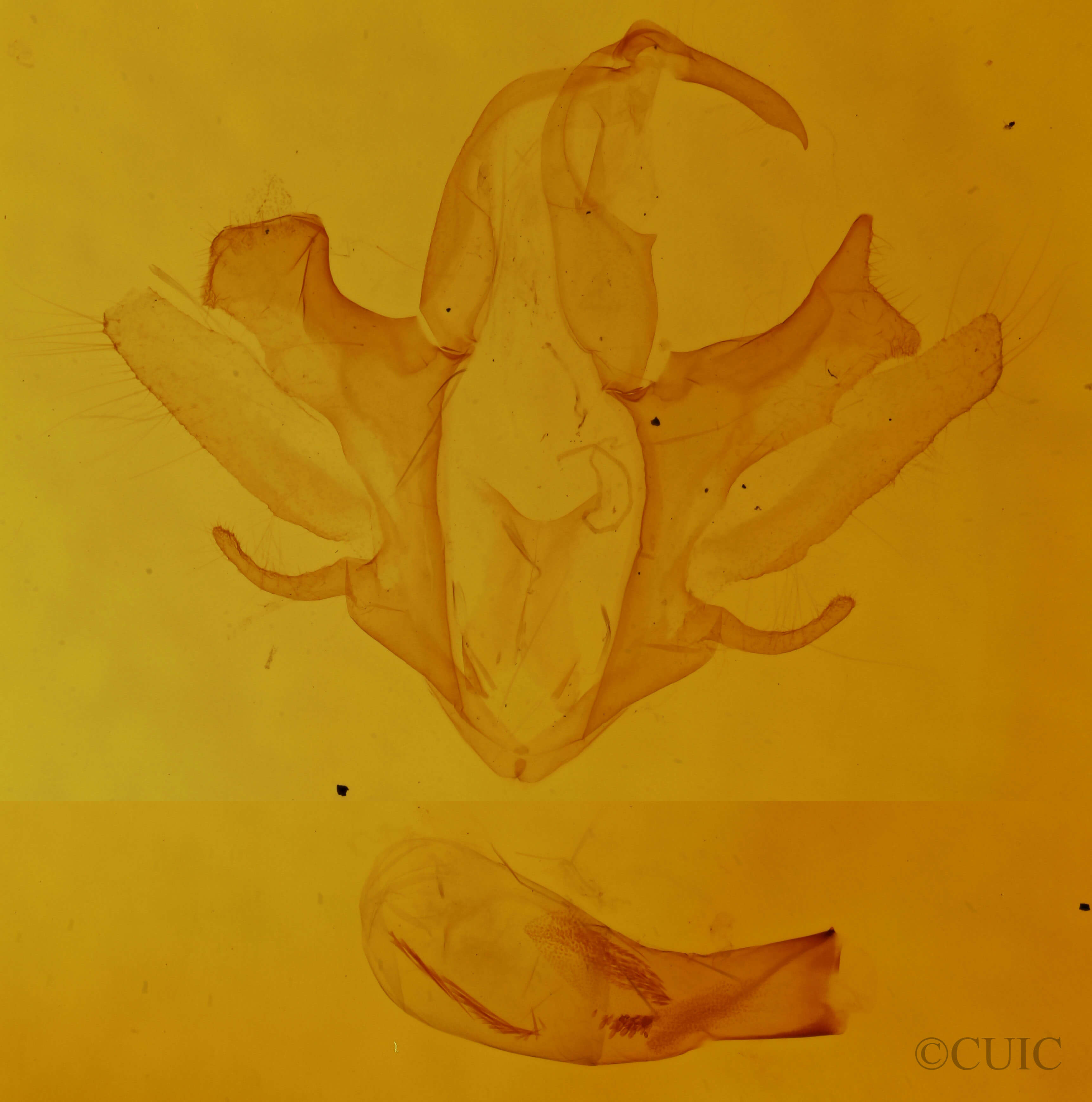 genitalia view of adult Parallelia bistriaris