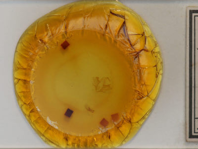 slide view of adult Parallelia bistriaris