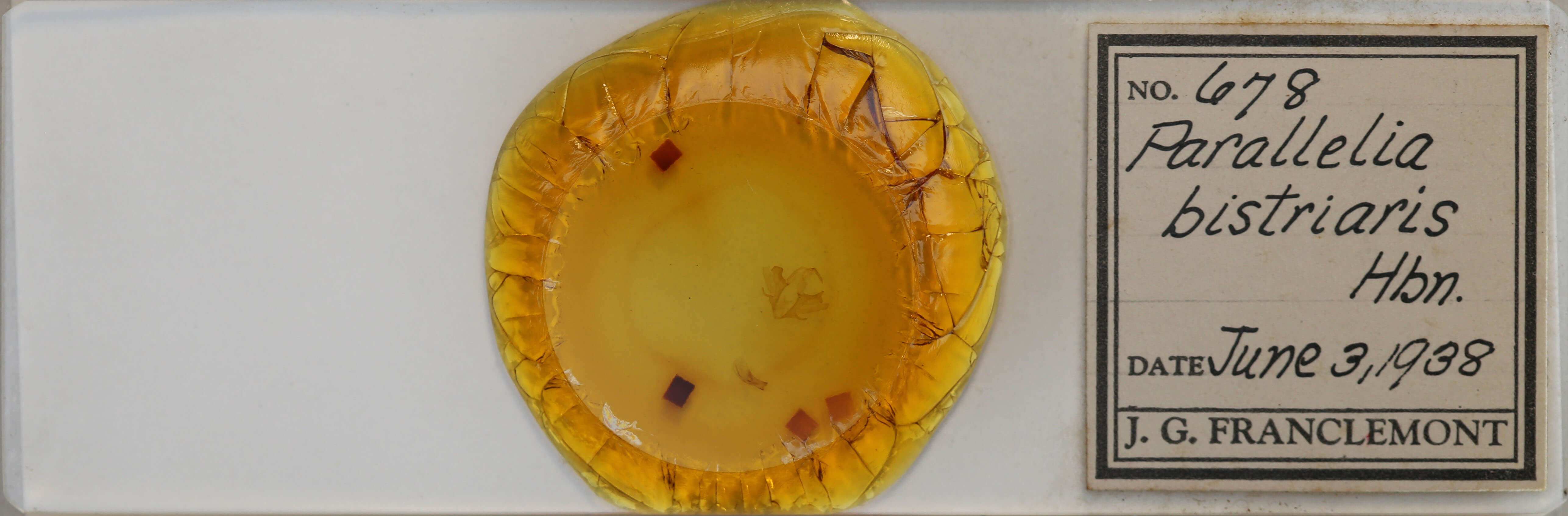 slide view of adult Parallelia bistriaris