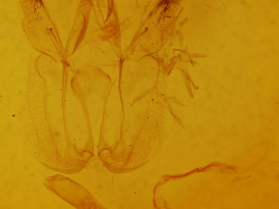 genitalia view of adult Perigea glaucoptera