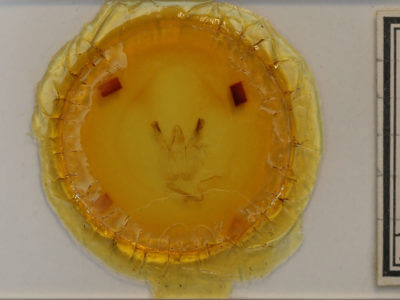 slide view of adult Perigea glaucoptera