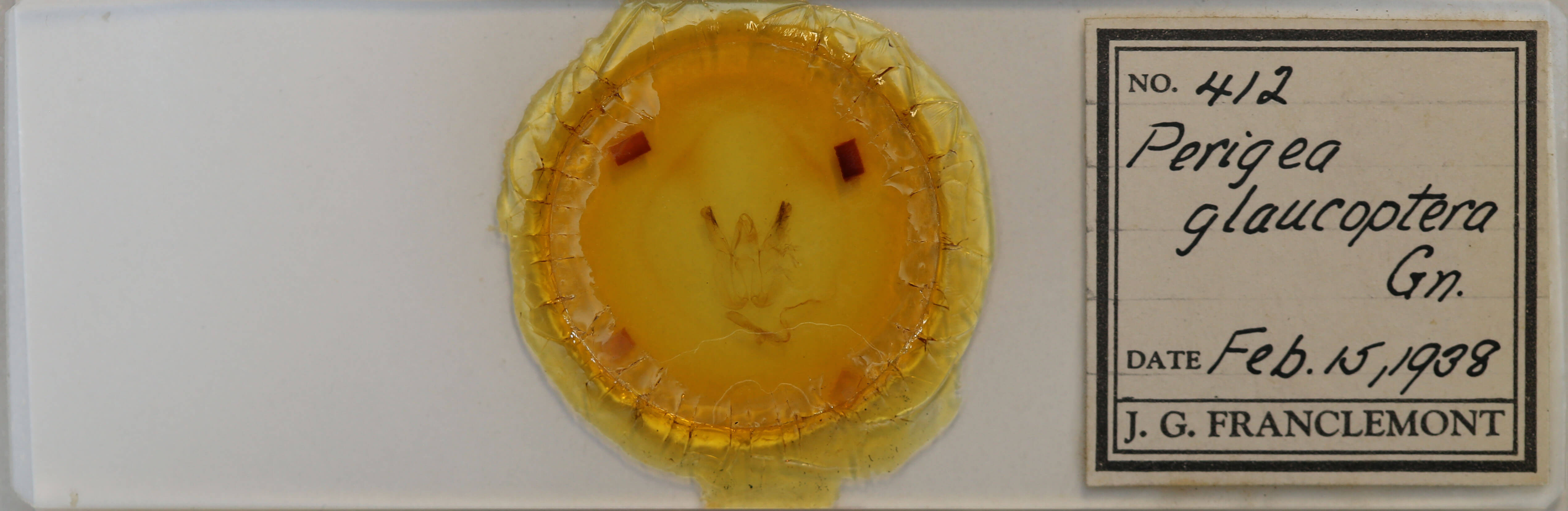 slide view of adult Perigea glaucoptera