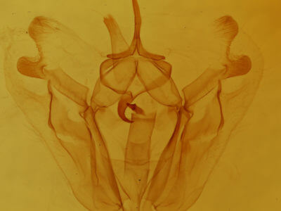 genitalia view of adult Pero honestaria