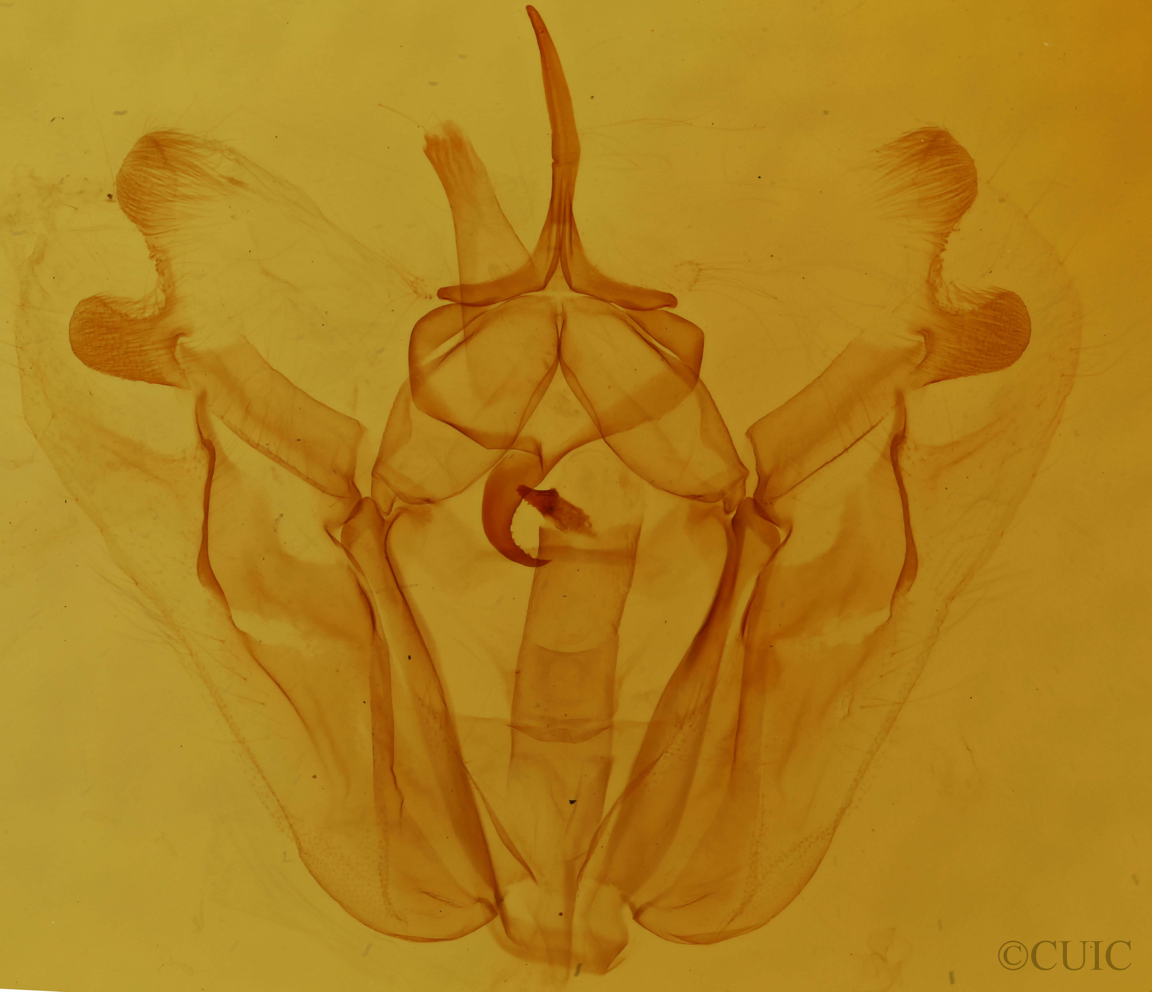 genitalia view of adult Pero honestaria