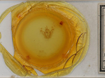 slide view of adult Pero honestaria