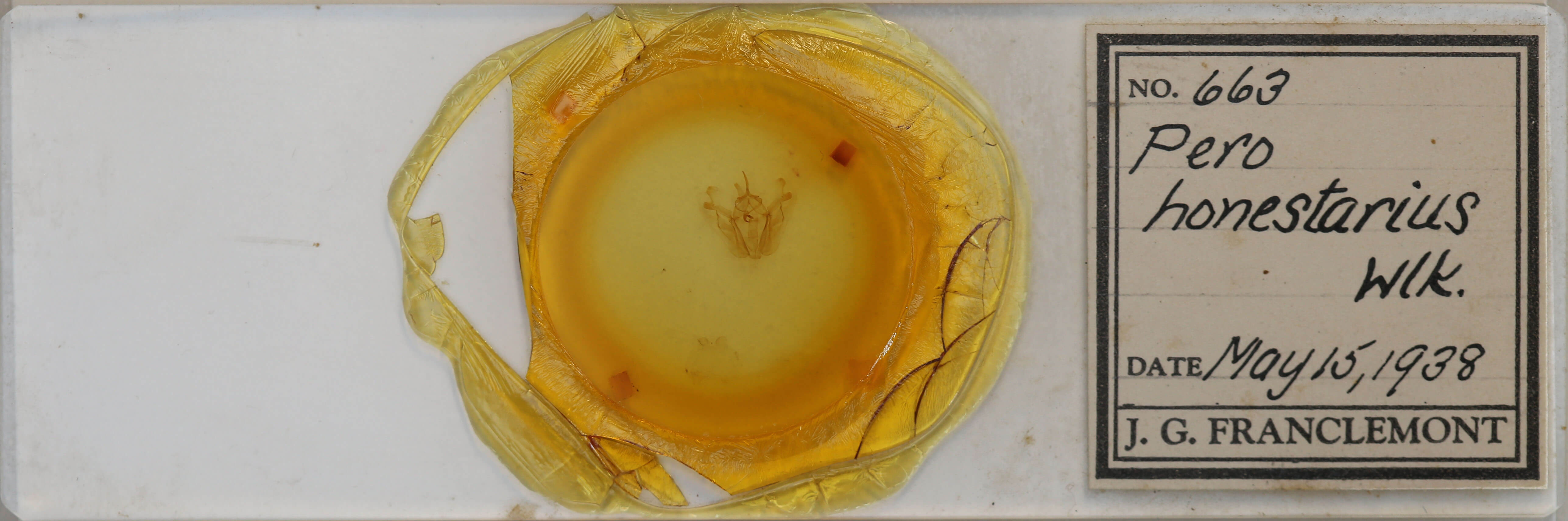 slide view of adult Pero honestaria