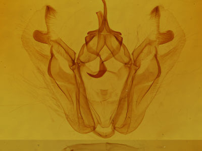 genitalia view of adult Pero honestaria