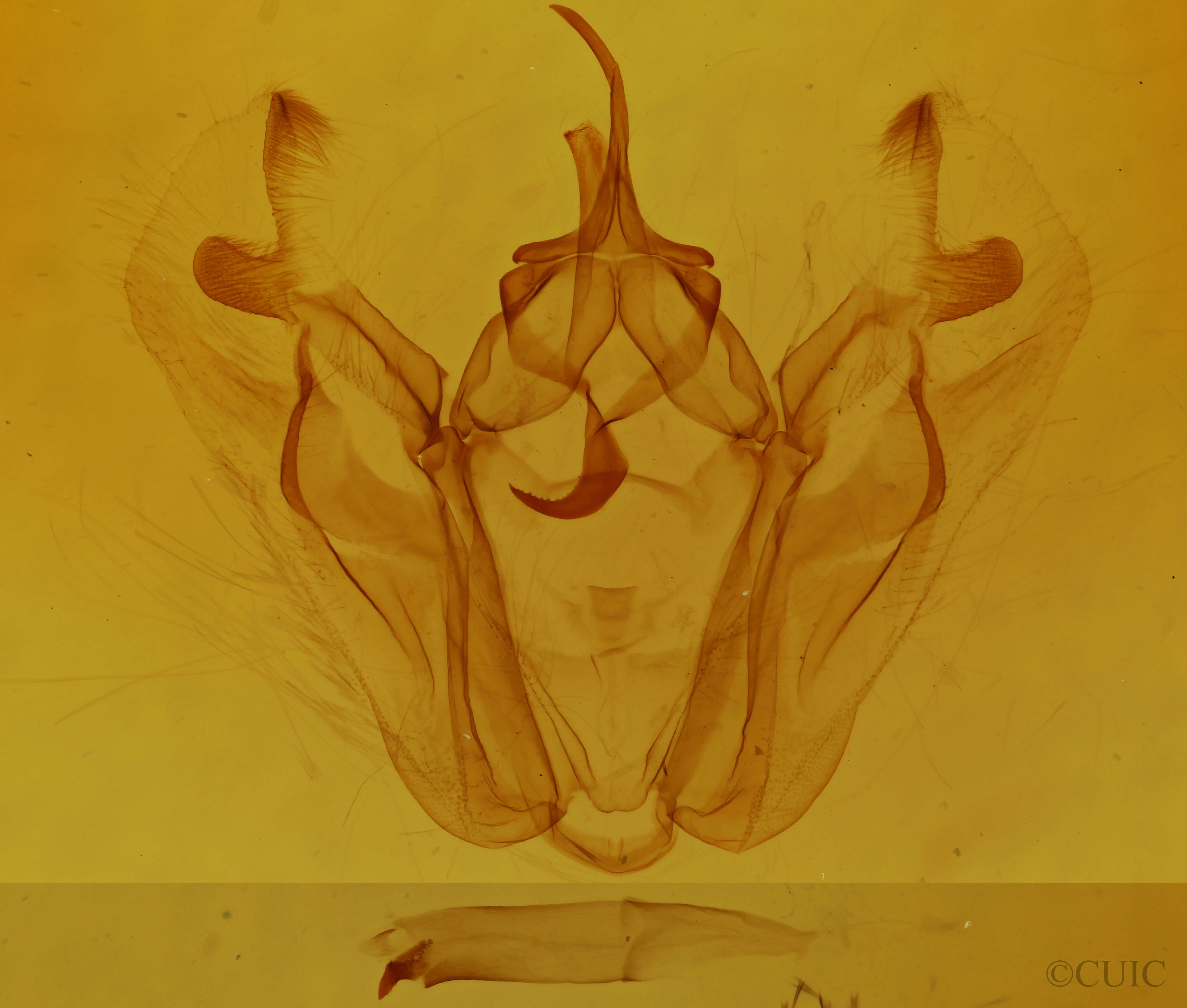 genitalia view of adult Pero honestaria