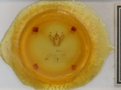 slide view of adult Pero honestaria