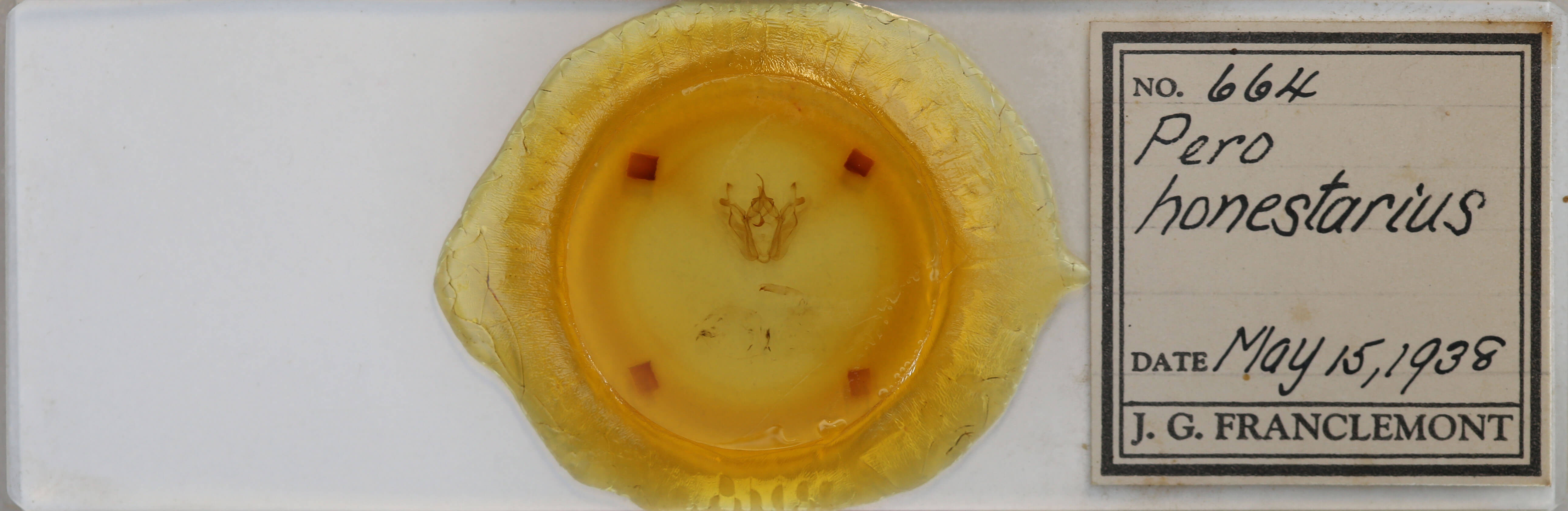 slide view of adult Pero honestaria