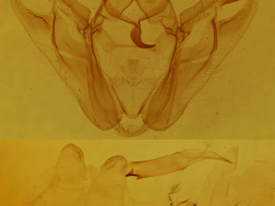 genitalia view of adult Pero honestaria