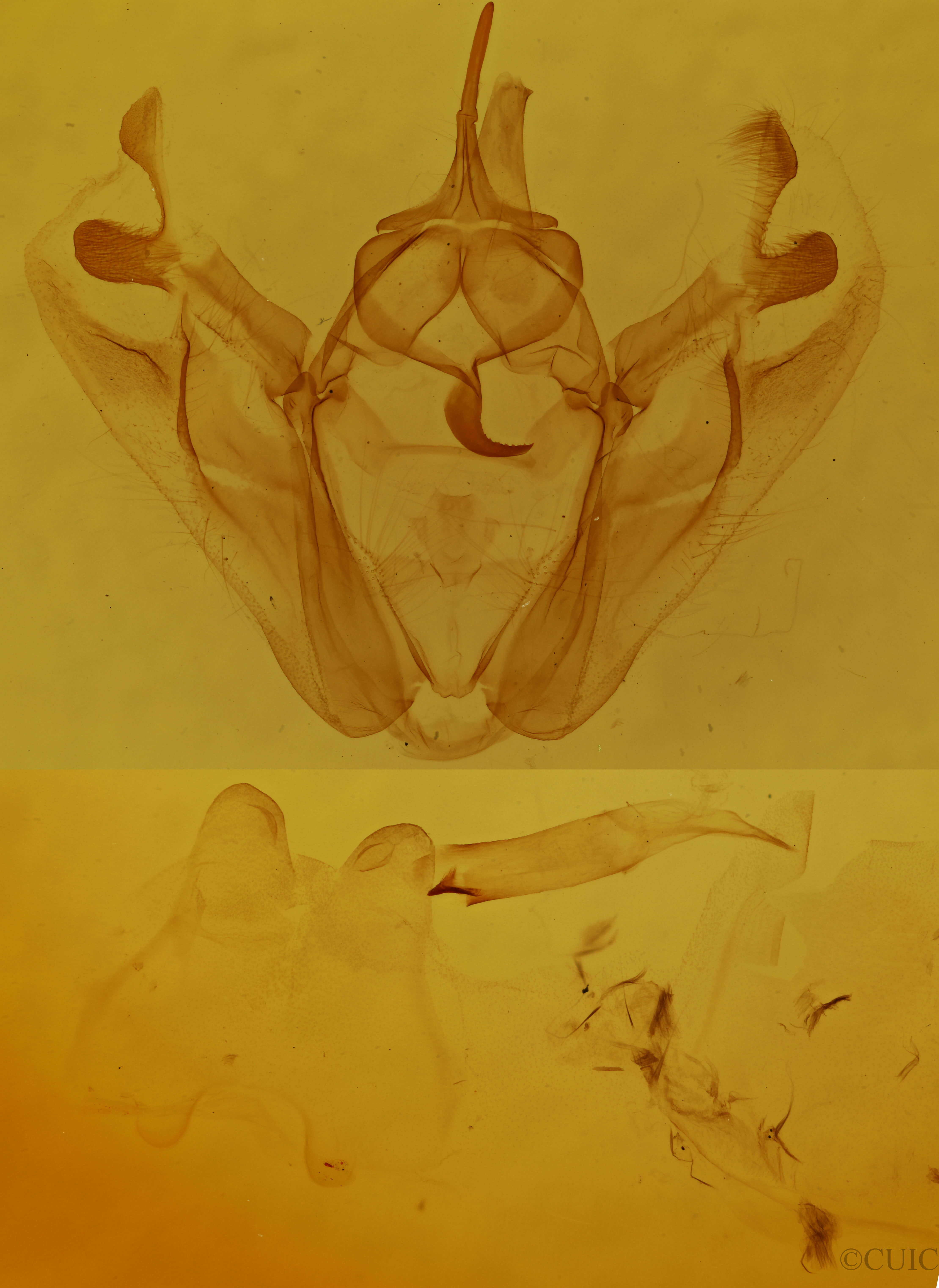 genitalia view of adult Pero honestaria