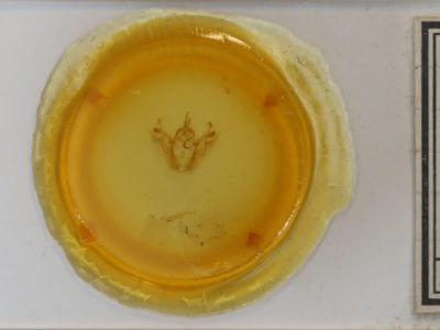 slide view of adult Pero honestaria