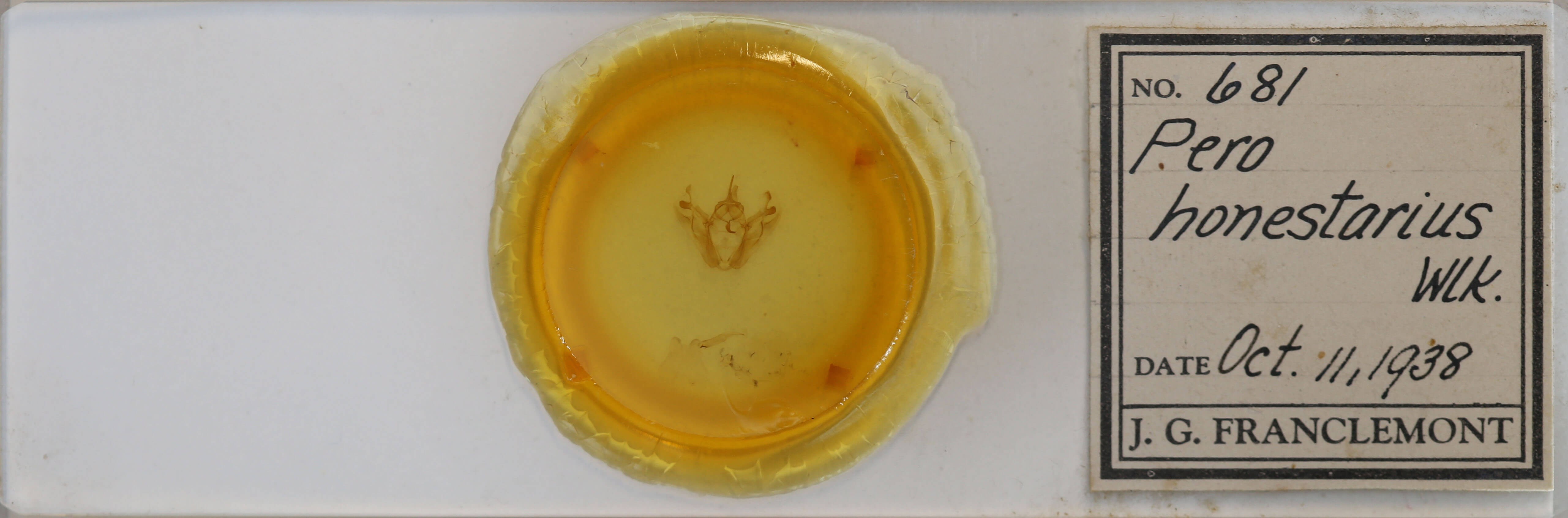 slide view of adult Pero honestaria