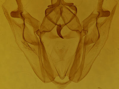 genitalia view of adult Pero ancetaria